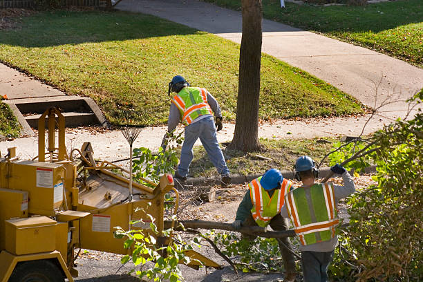 Reliable Moncks Corner, SC  Tree Services Solutions